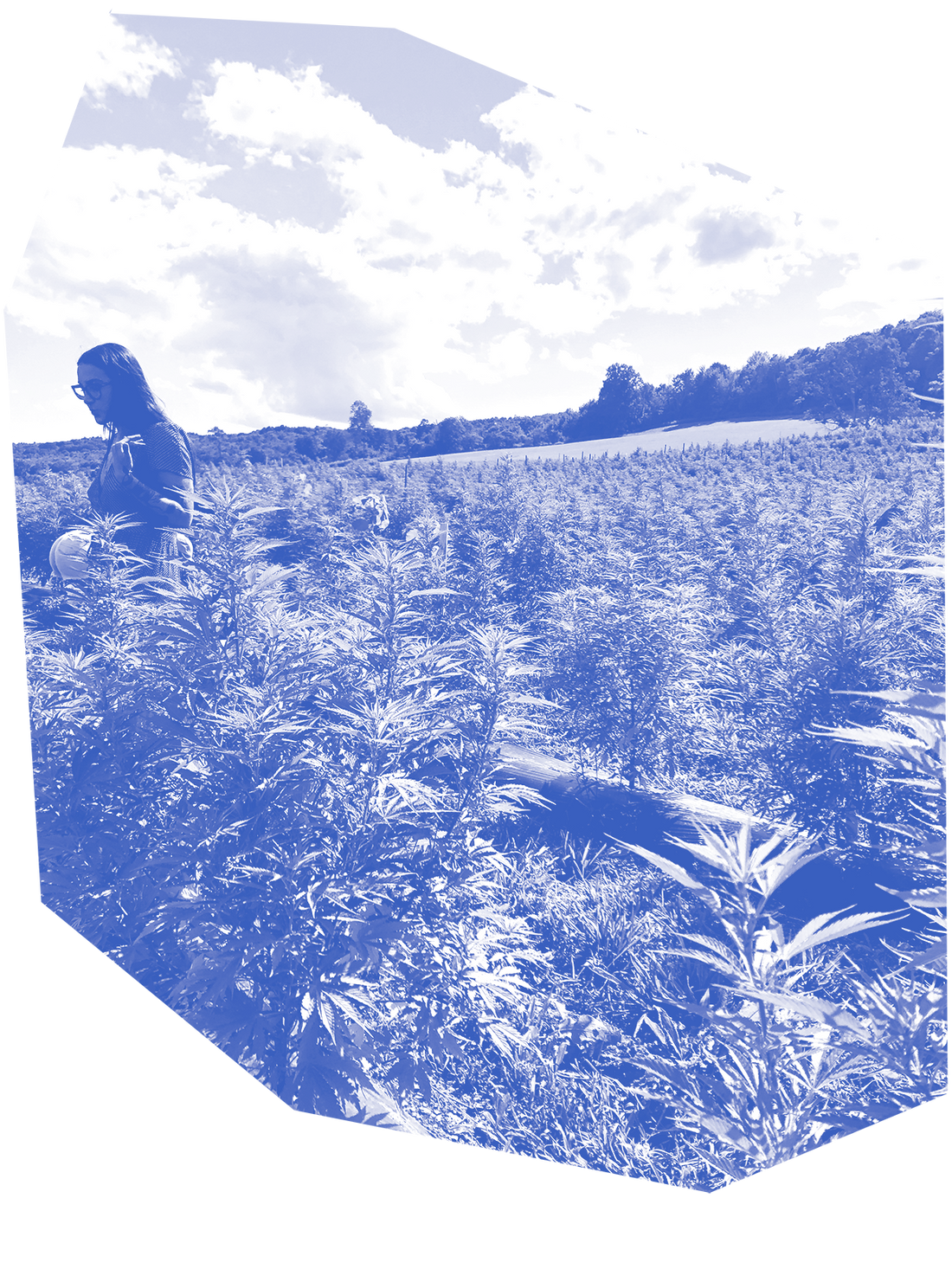 Hemp Quality and Why it Matters