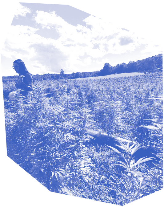 Hemp Quality and Why it Matters